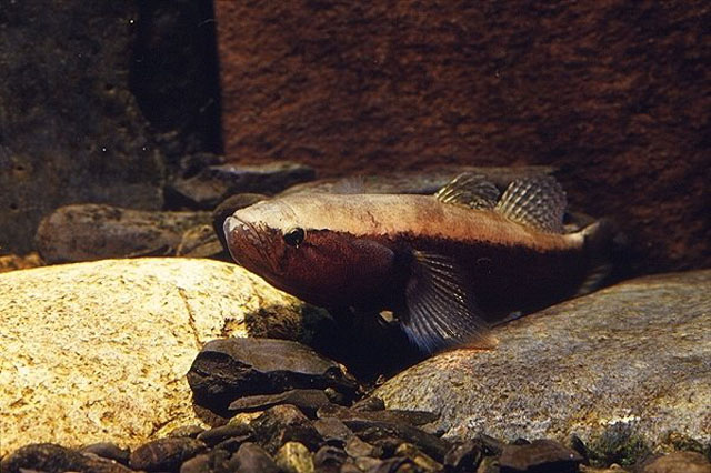 Eleotris fusca (Forster, 1801)